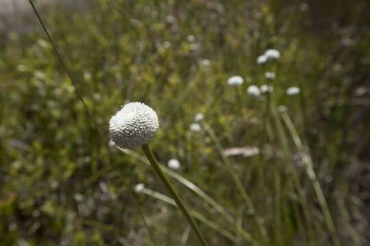 Image of flattened pipewort