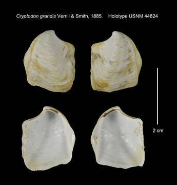 Image of Axinus grandis (Verrill & S. Smith)