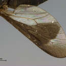 Image of Chrysops parvulus Daecke 1907
