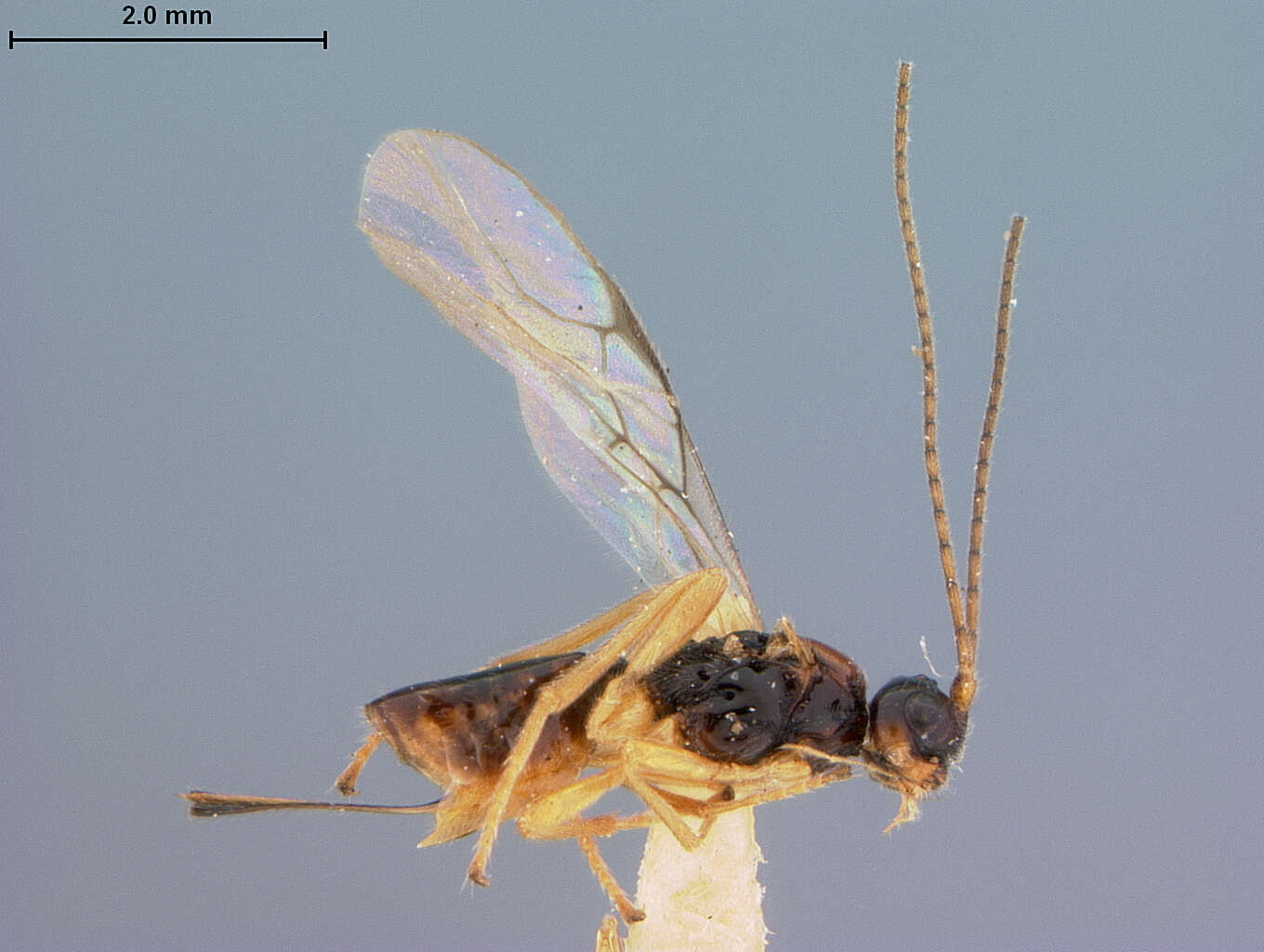 Image of Phaenocarpa californica Fischer 1974