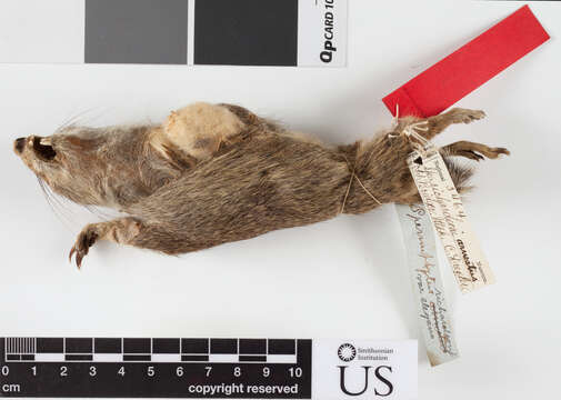 Image of Uinta ground squirrel