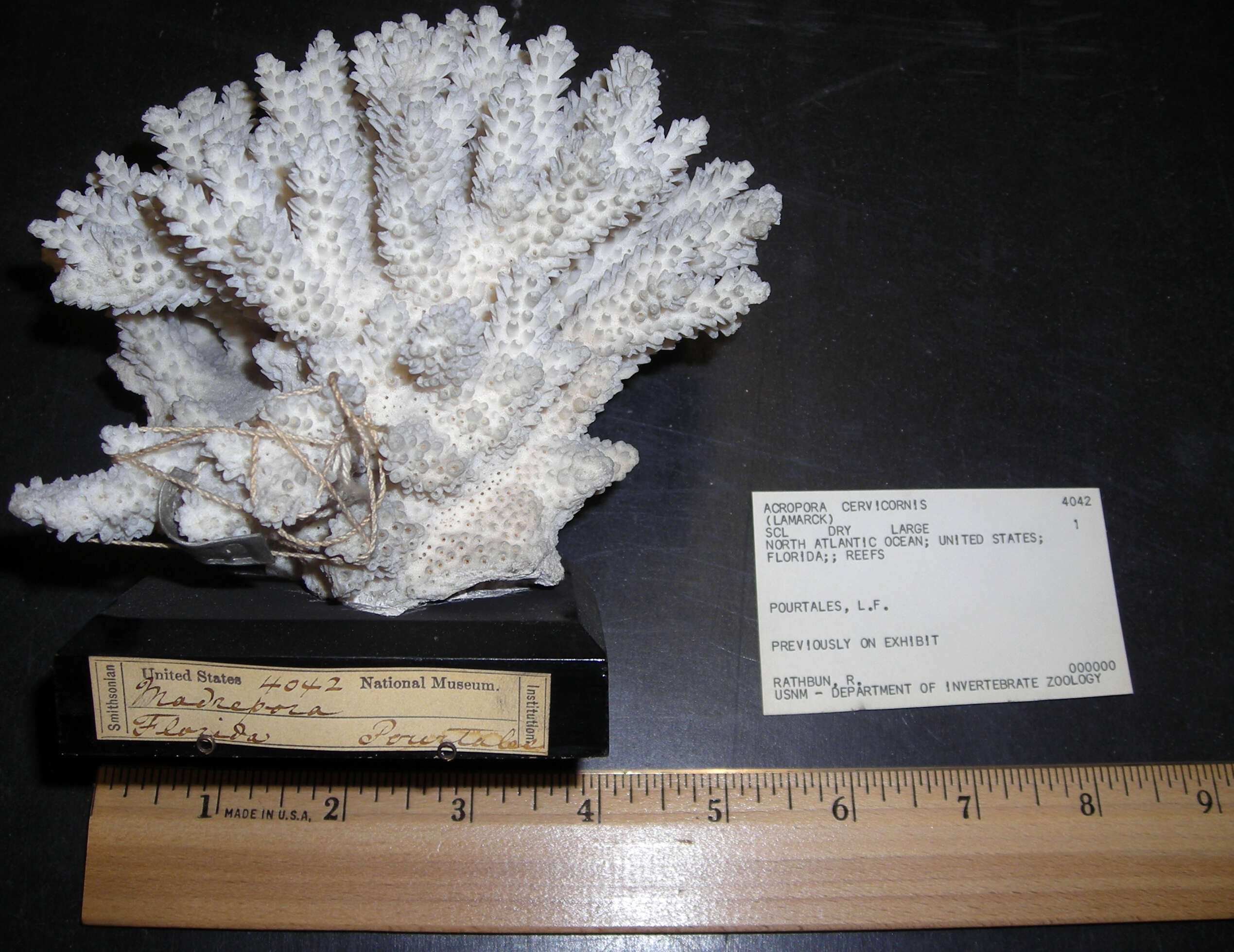 Image of Staghorn Coral