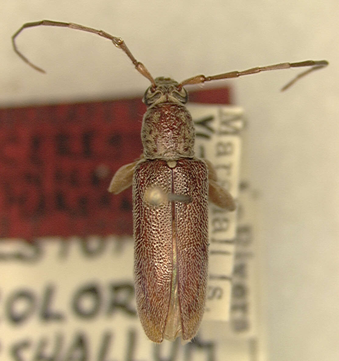 Image of Ceresium unicolor marshallum Gressitt 1956