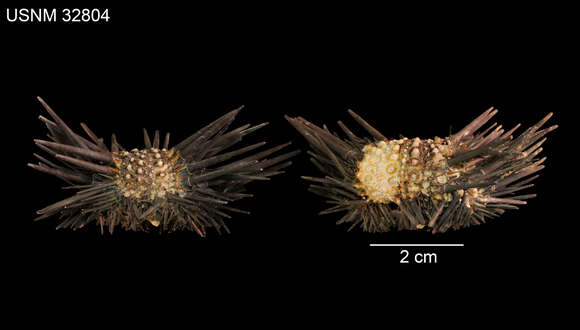 Image of Echinometra insularis H. L. Clark 1912