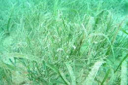 Image of cactus tree alga