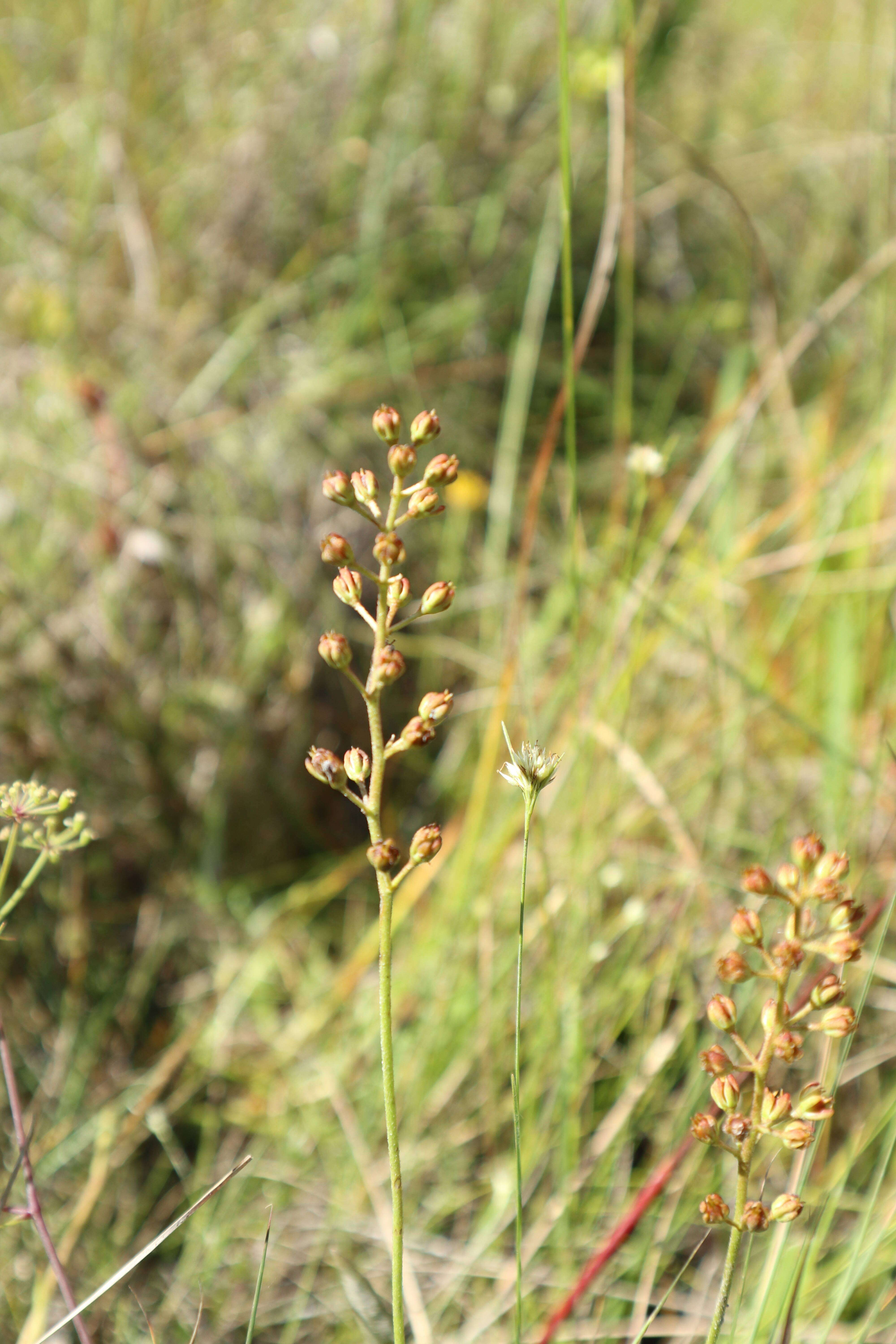 Image of coastal false asphodel