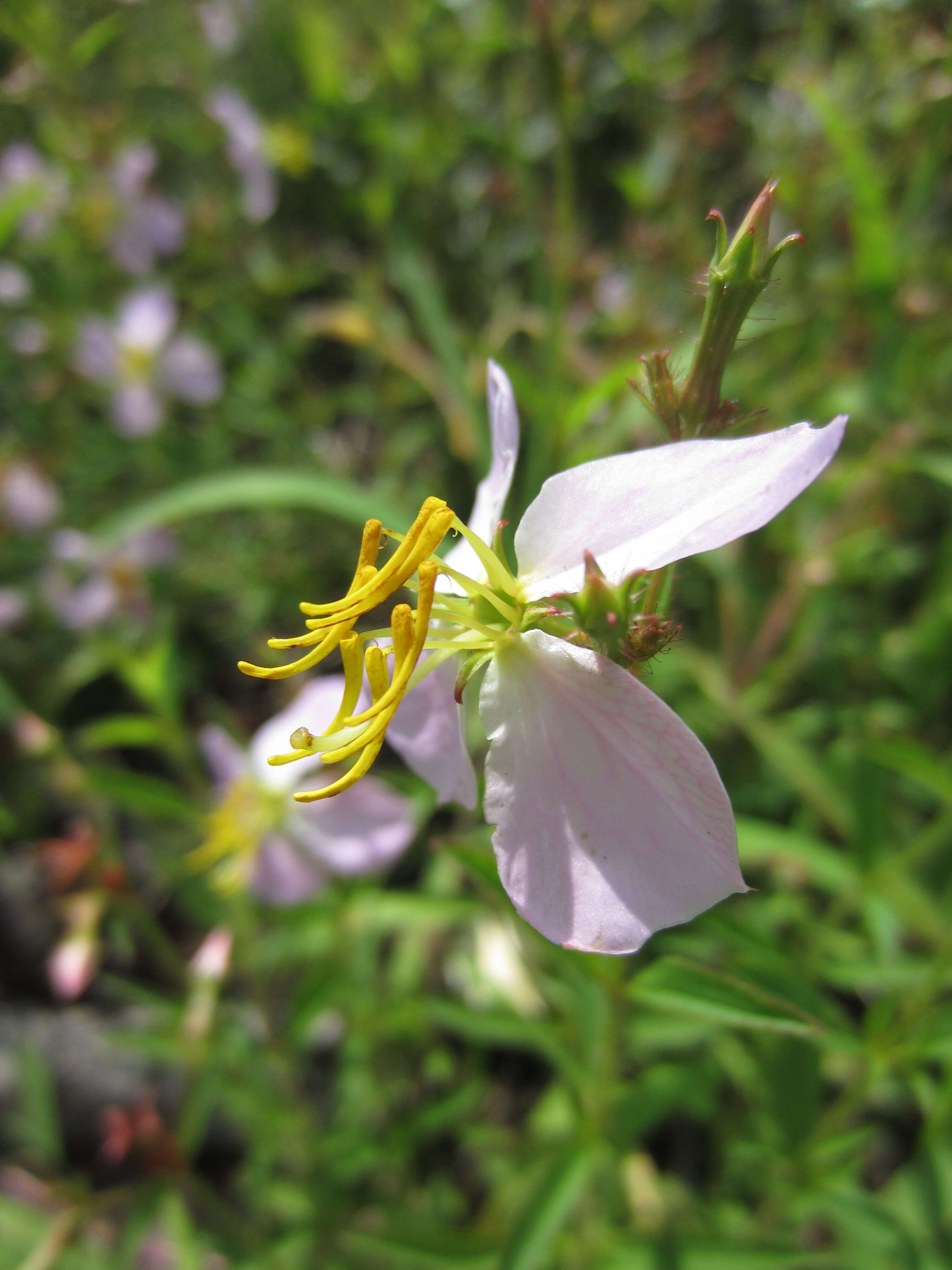 Image of Maryland meadowbeauty