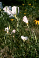 Imagem de Oenothera speciosa Nutt.