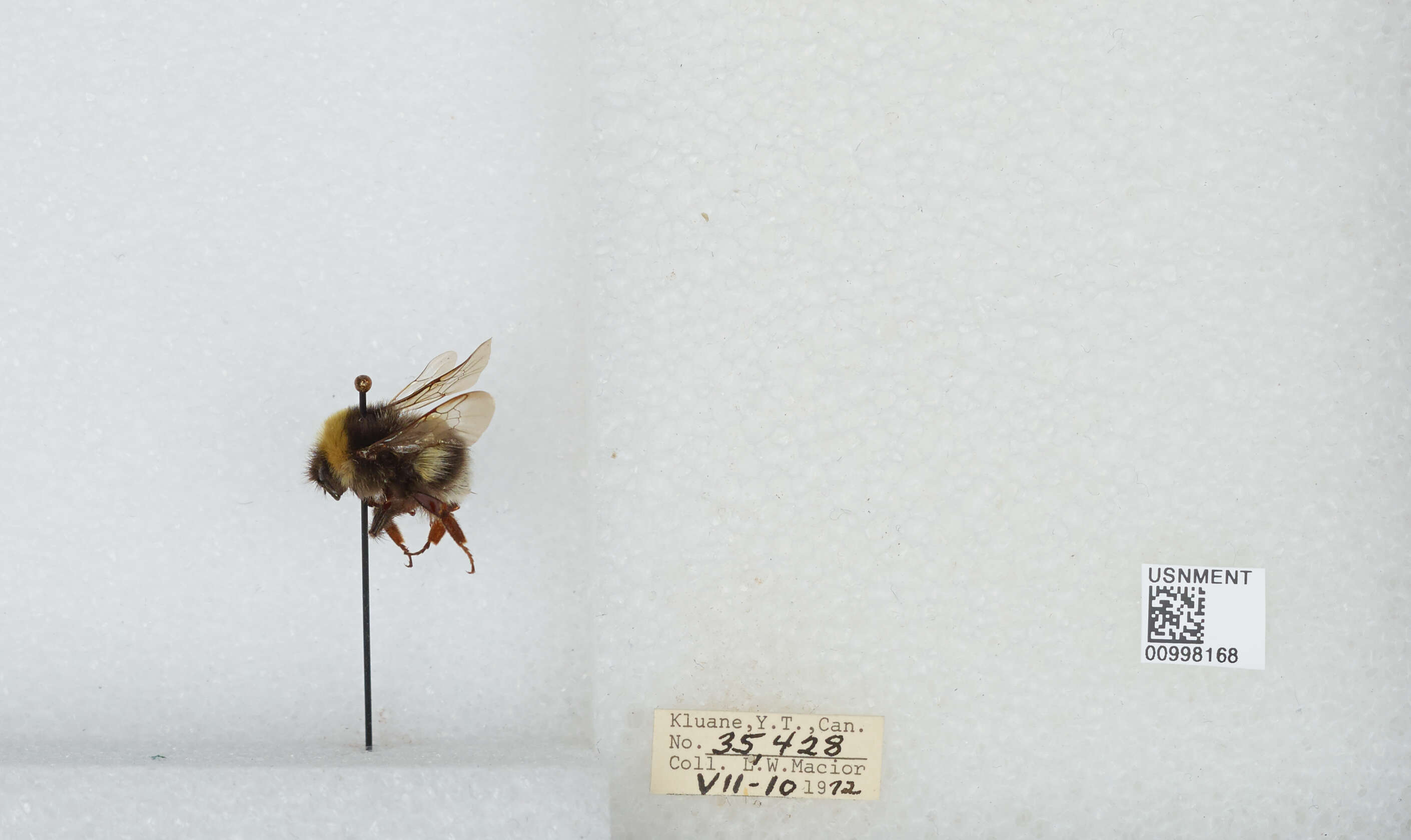 Image of White-tailed bumblebee