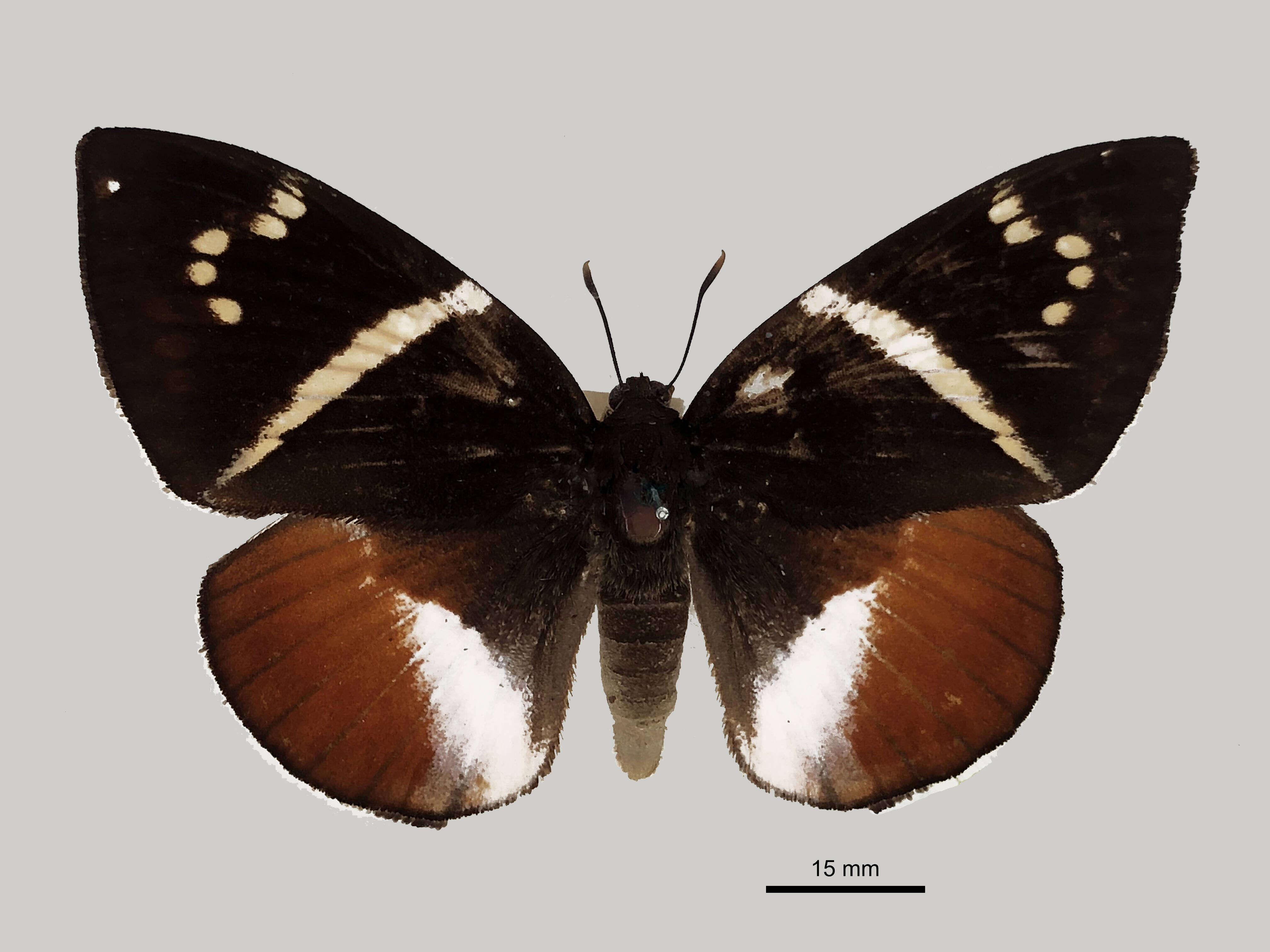 Image of Castniomera