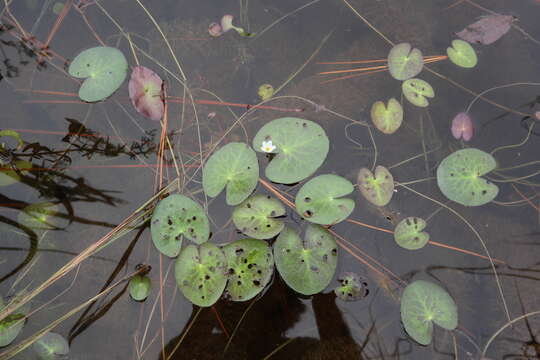 Image of Little Floatingheart