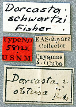 Image of Bebelis schwarzi (Fisher 1947)