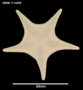 Image of Acodontaster hodgsoni (Bell 1908)