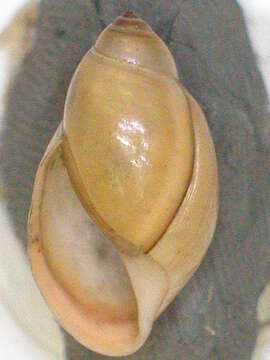 Physa elliptica I. Lea 1834 resmi