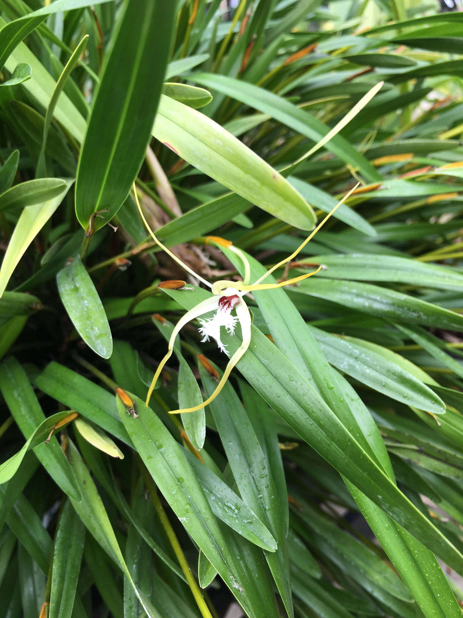 Image of Dendrobium tipuliferum Rchb. fil.