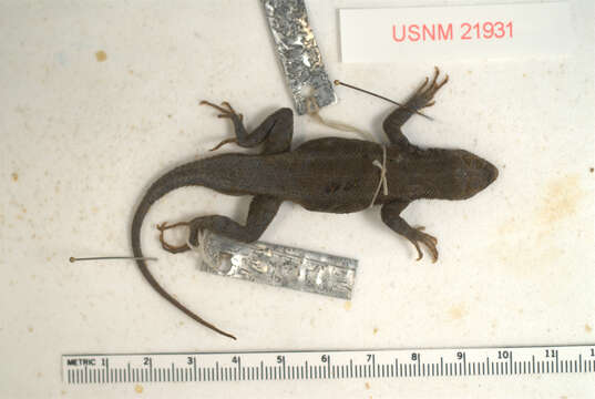 Image of Southern Sagebrush Lizard