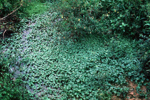 Image of kidneyleaf mudplantain