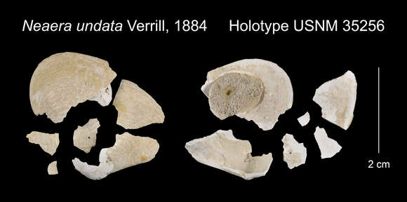 Imagem de Cuspidaria undata (Verrill 1884)