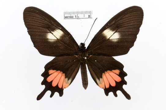 Image of Parides proneus (Hübner 1831)