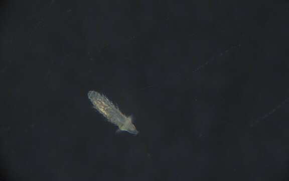 Image of Glyceridae