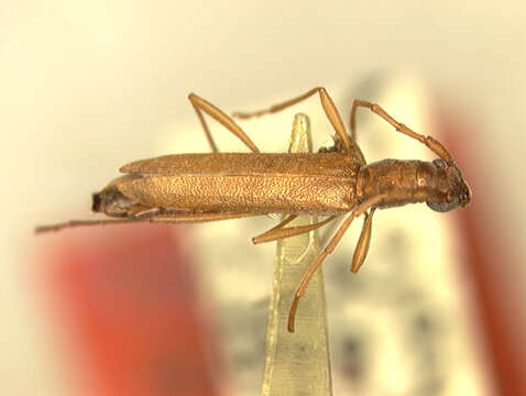 Imagem de Caribbomerus elongatus (Fisher 1932)