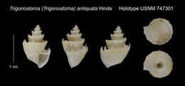 Sivun Trigonostoma thysthlon Petit & Harasewych 1987 kuva