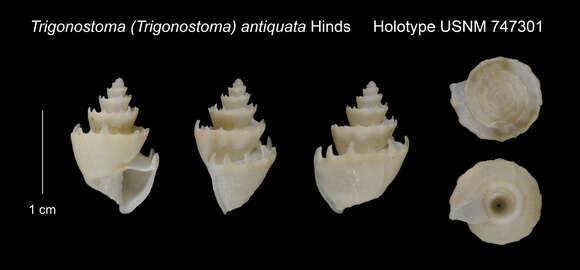 صورة Trigonostoma thysthlon Petit & Harasewych 1987