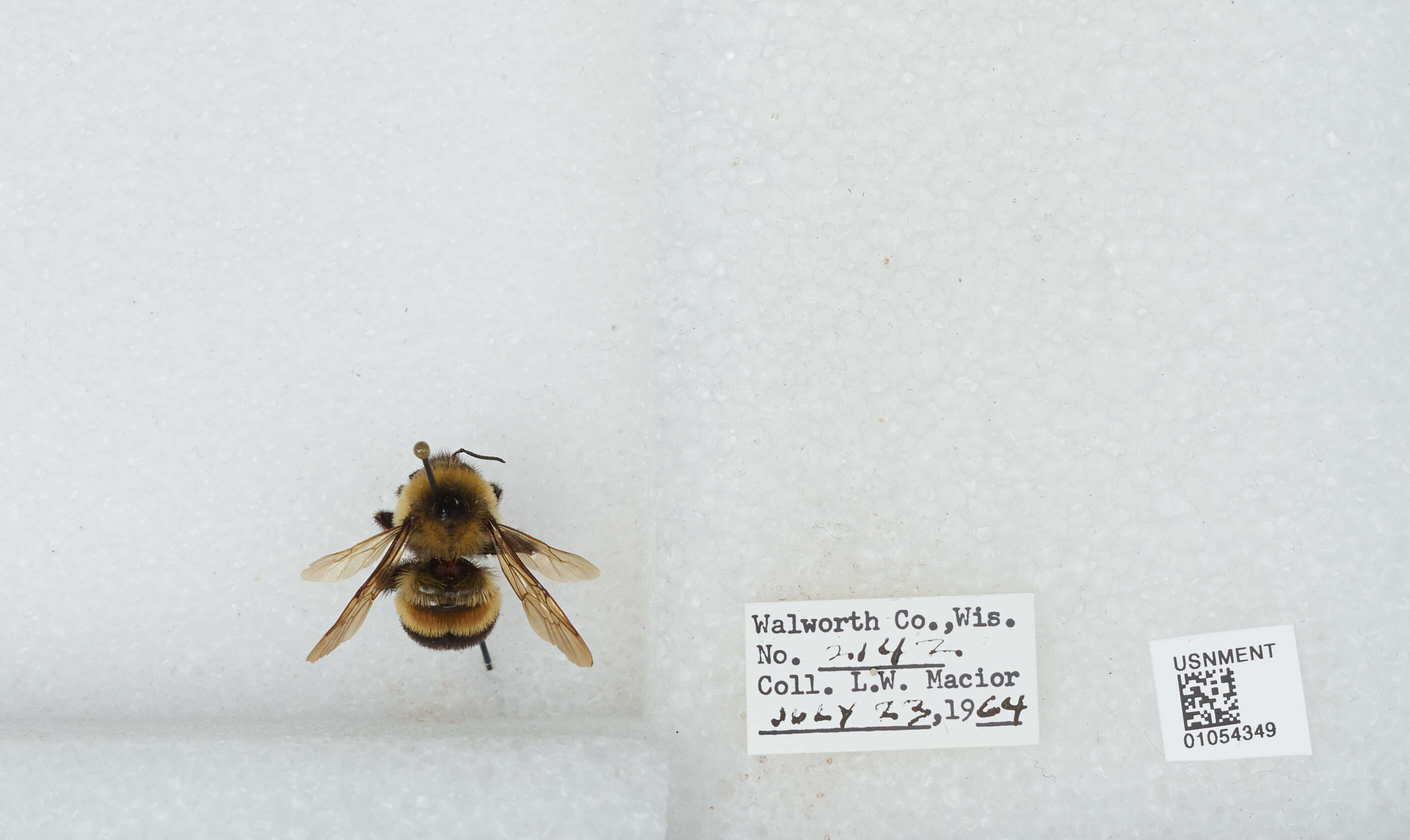 Слика од Bombus affinis Cresson 1864