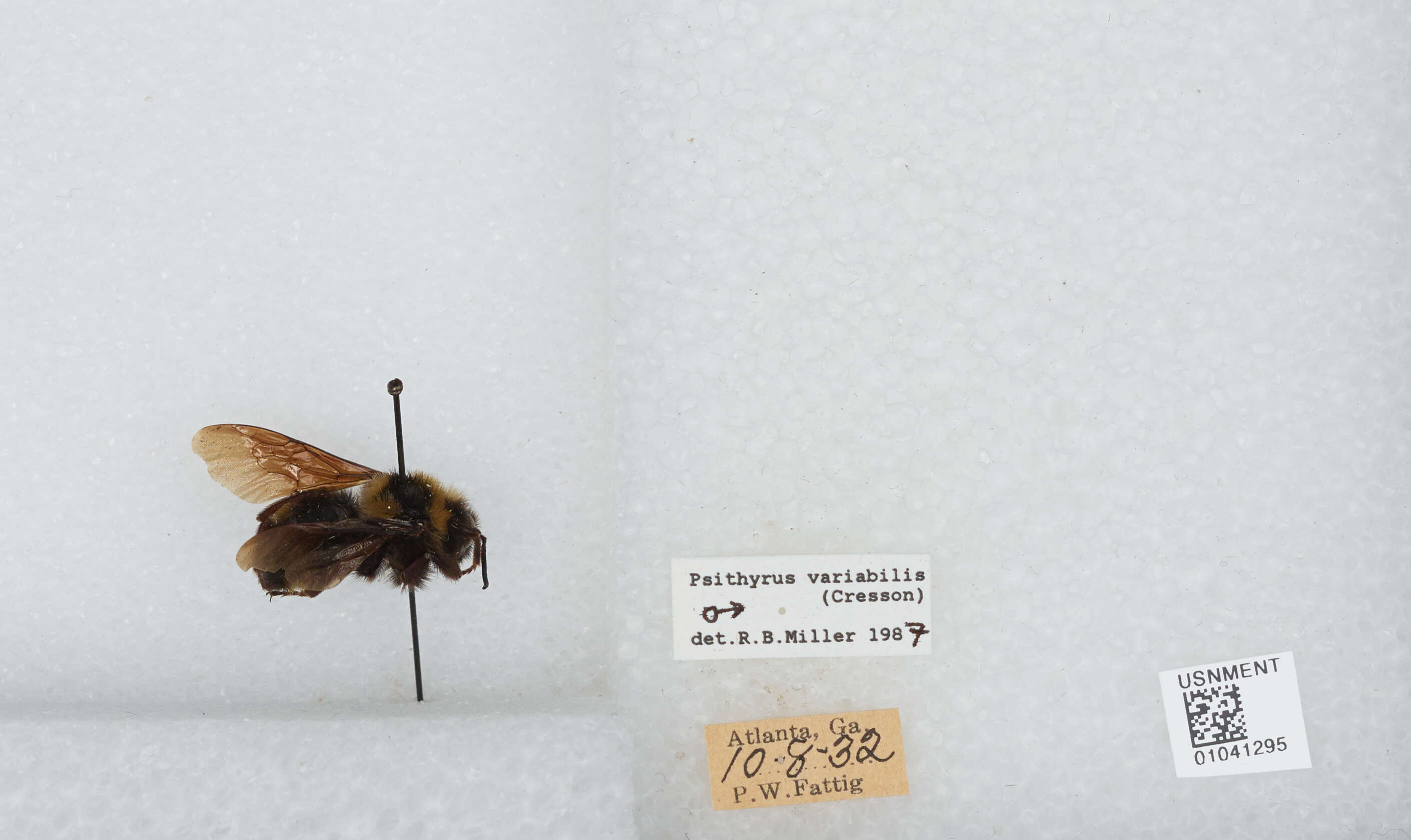 Слика од Bombus variabilis (Cresson 1872)