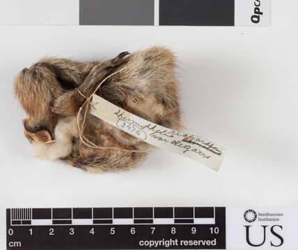 Image of Uinta ground squirrel