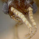 صورة Crematogaster atkinsoni Wheeler 1919