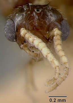 صورة Crematogaster atkinsoni Wheeler 1919