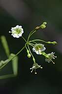 Image of Commicarpus scandens (L.) Standl.