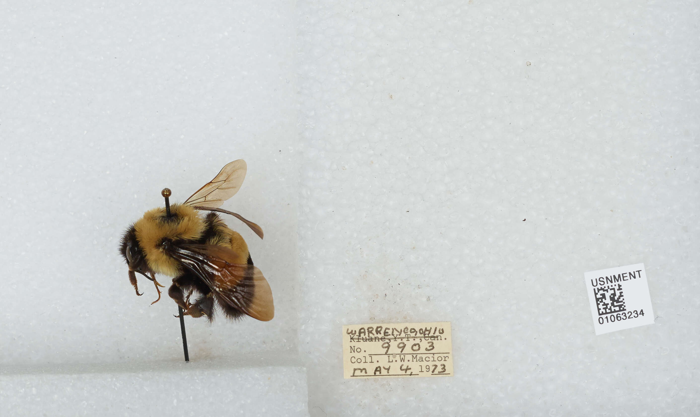 Слика од Bombus affinis Cresson 1864