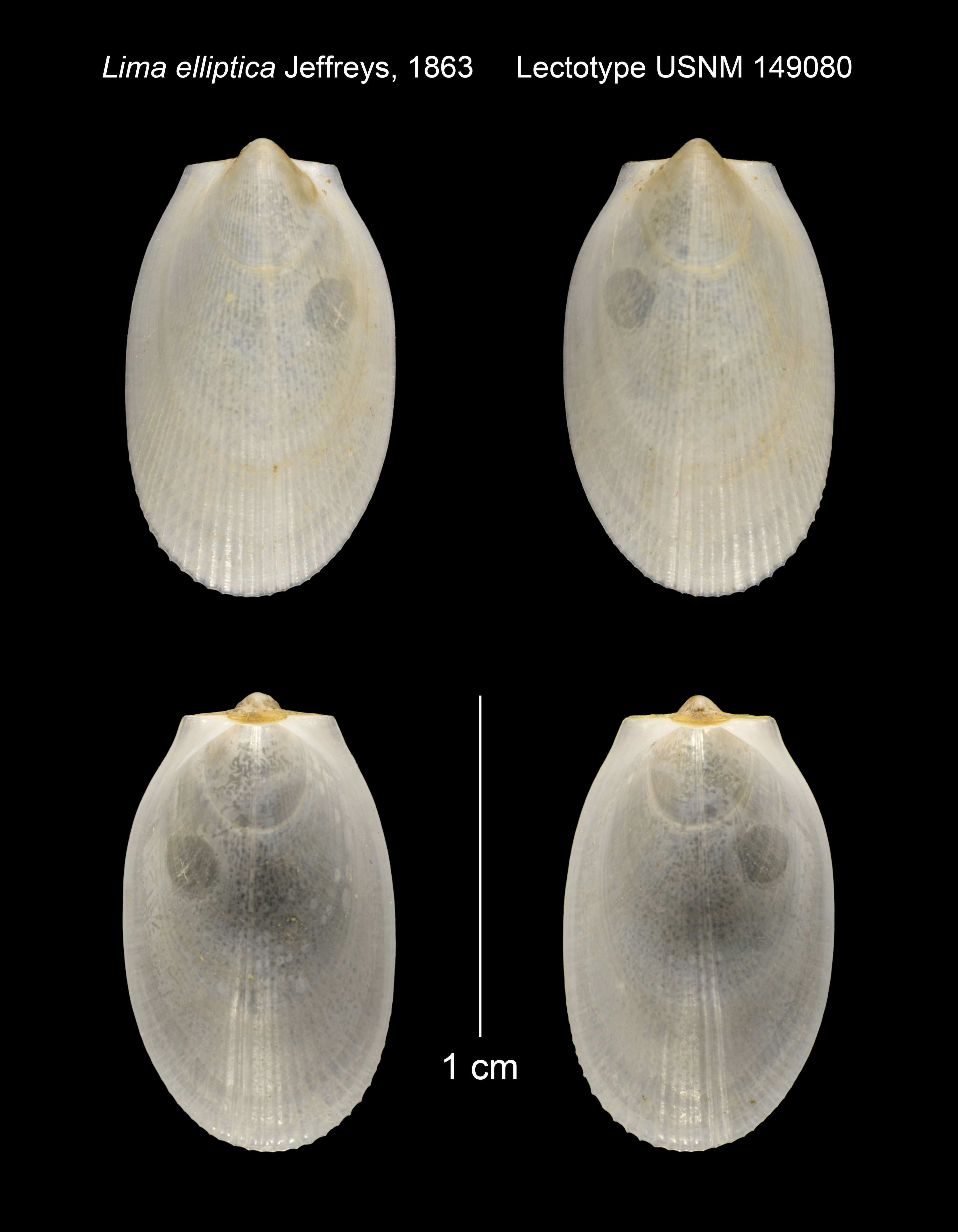 Image de Limatula gwyni (Sykes 1903)