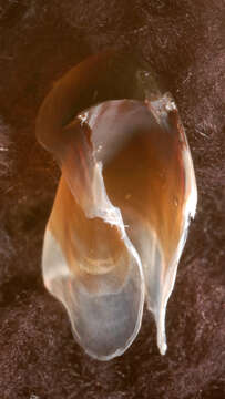 Image of arrow-finned squid