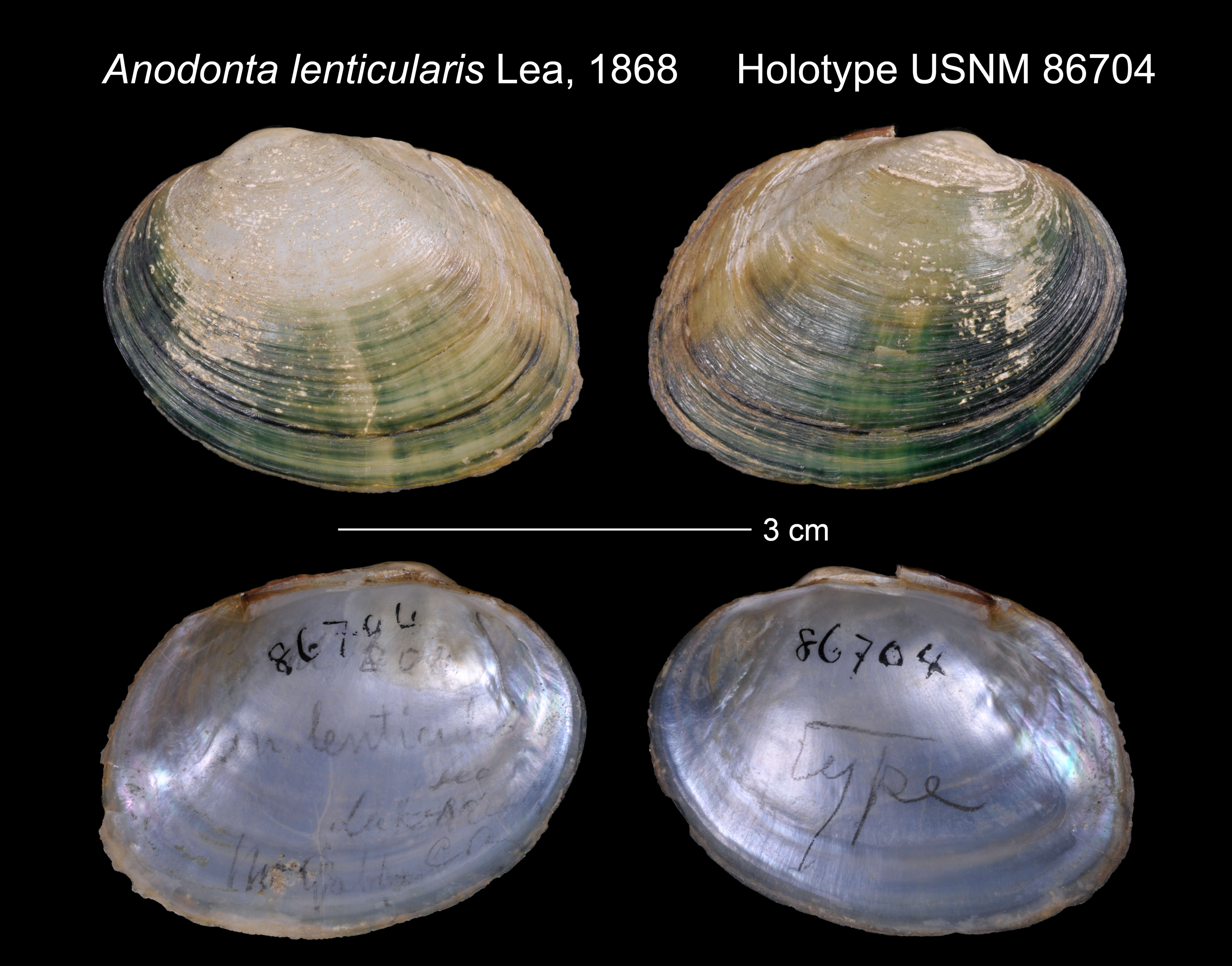 Image of Anodonta lenticularis I. Lea 1868