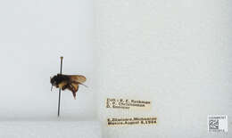 Image of Bombus ephippiatus Say 1837