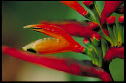 Image of Heliconia hirsuta L. fil.