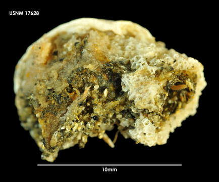 Image of Osthimosia notialis Hayward 1992