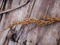 Image of Kauai sawsedge