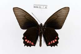 Image of Parides orellana (Hewitson 1852)