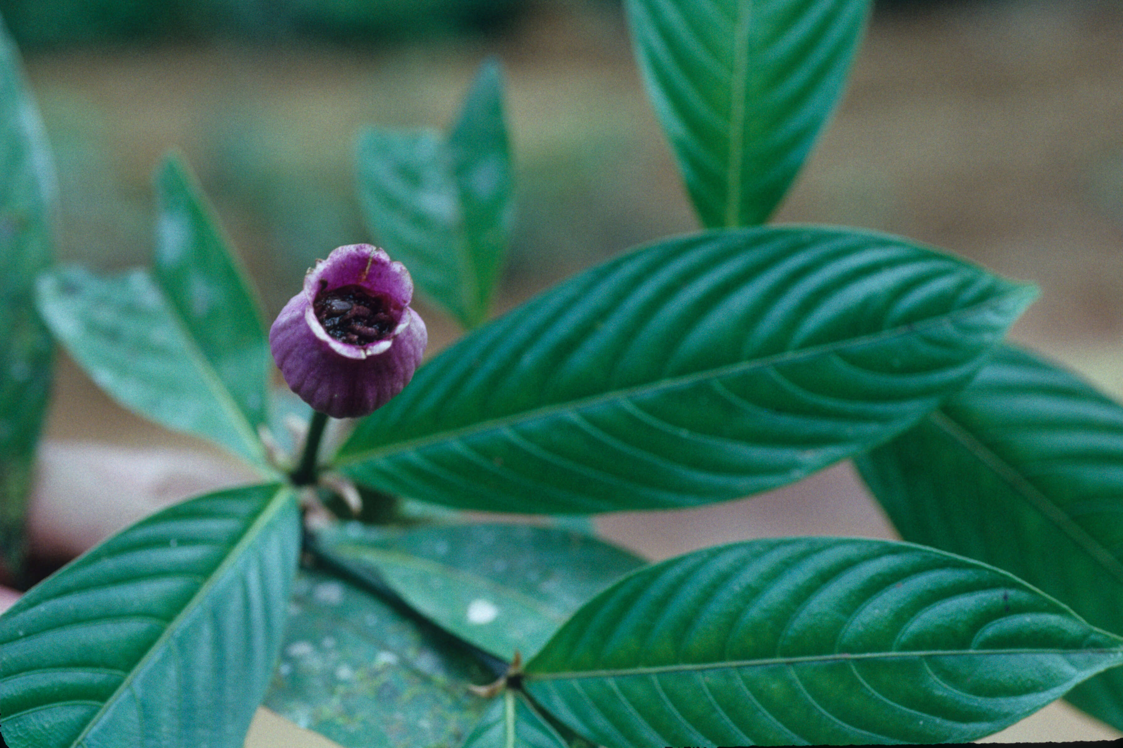 Plancia ëd Psychotria L.