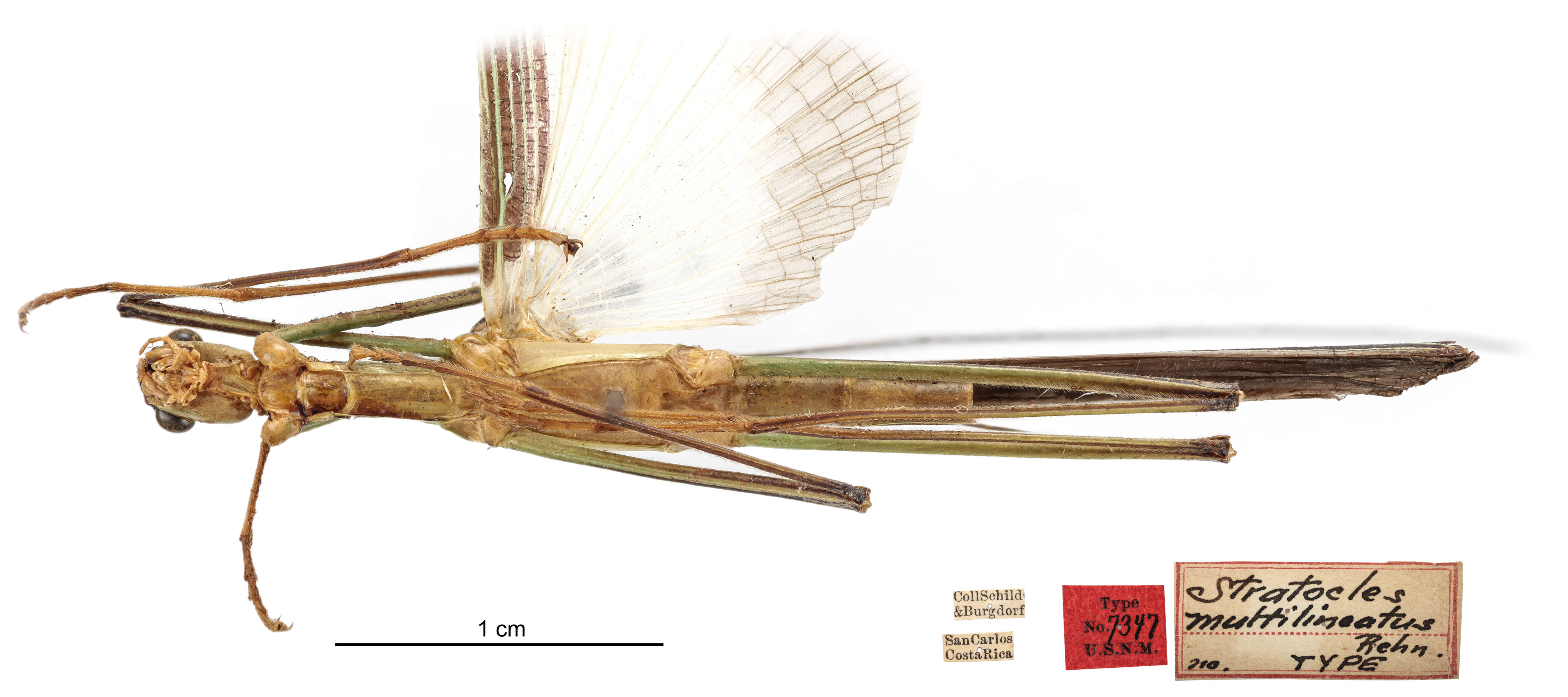 Image of Parastratocles multilineatus (Rehn & J. A. G. 1904)