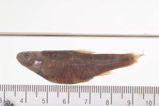 Imagem de Notropis braytoni Jordan & Evermann 1896