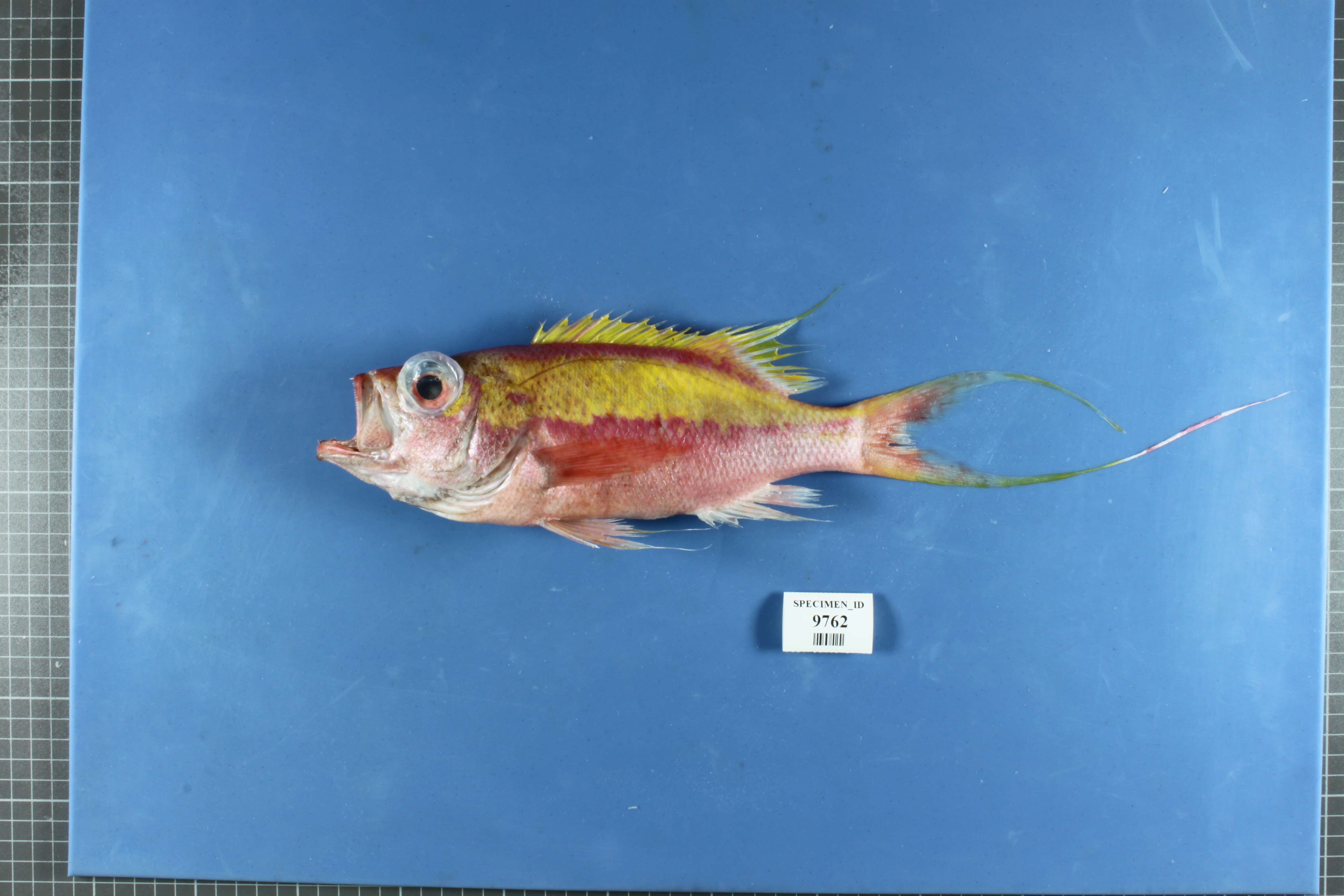 Image of Swallowtail bass
