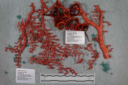 Image of Asteroschema Örsted & Lütken 1856