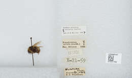 Image of Polar Bumble Bee