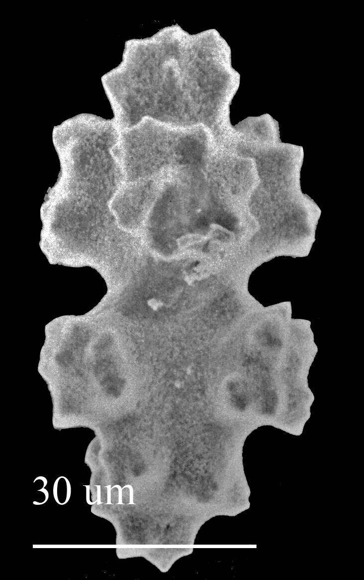 Image of Hemicorallium reginae (Hickson 1905)