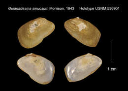 Image of Guianadesma sinuosum Morrison